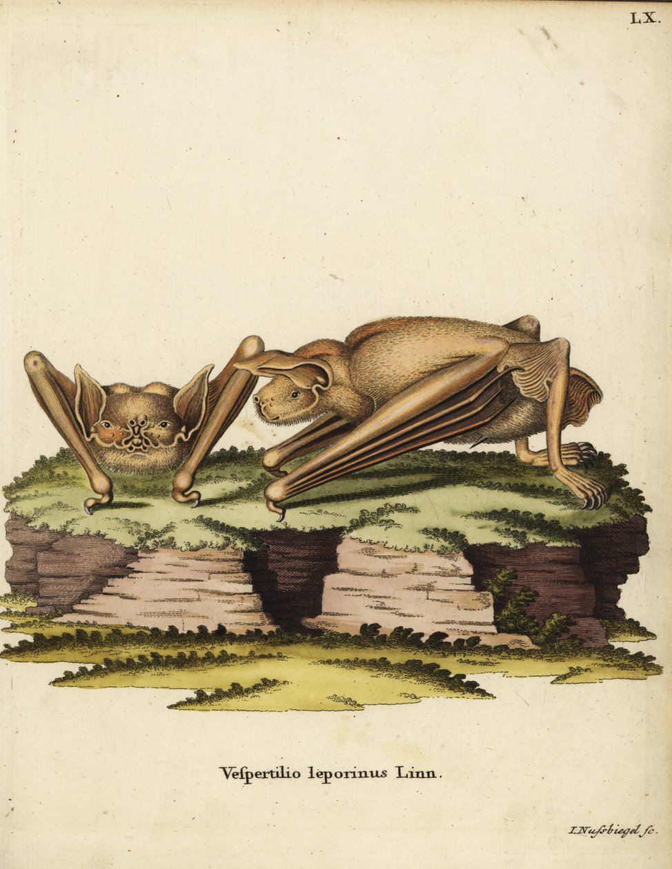 オオブルドッグコウモリ、Noctilio leporinus。Vespertilio leporinus Linn.Johann Christian Daniel Schreber
