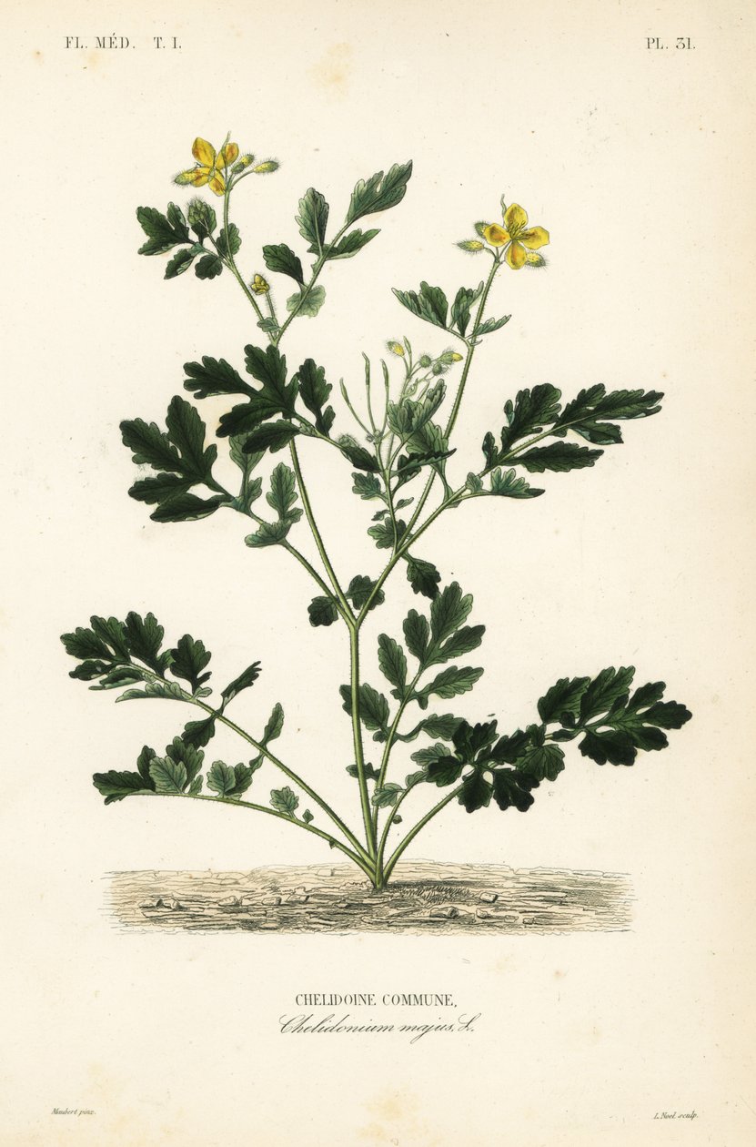 Greater celandine, Chelidonium majus, Chelidoine commune. 作： 不明