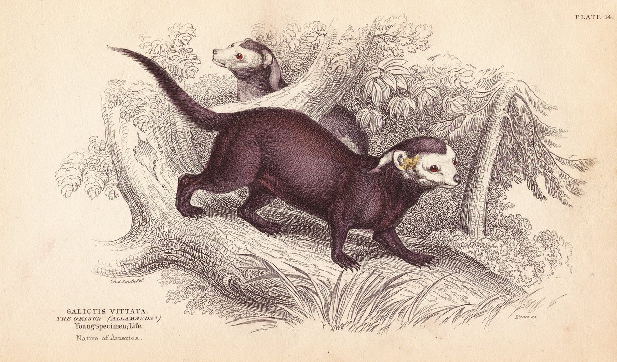 オオグリソン、Gallictis vittata。エジンバラのWilliam Jardine