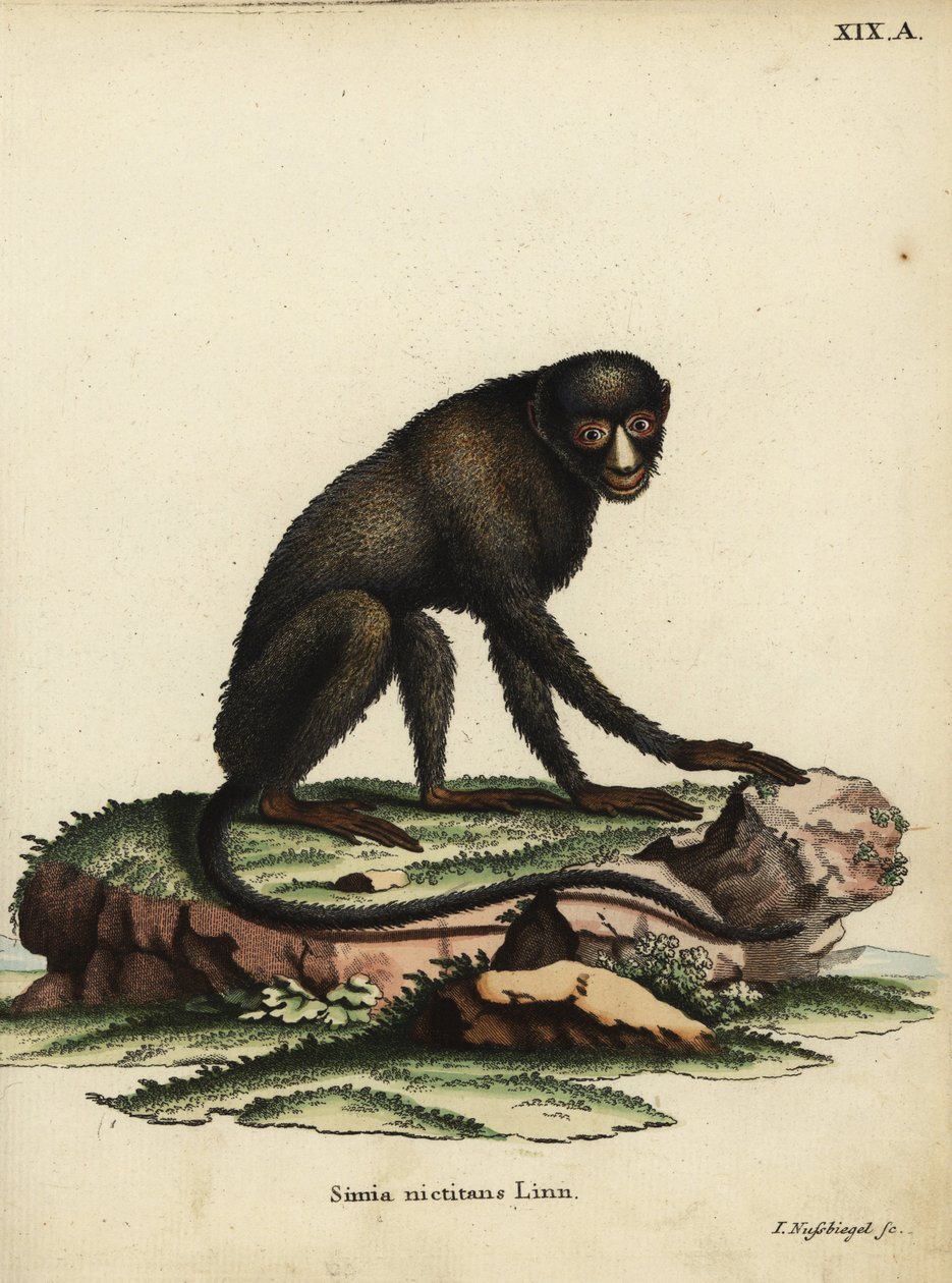 グレーター・スポットノーズ・モンキーまたはパテノーズ・モンキー。Cercopithecus nictitans.Simia Nictitans Linn.Johann Christian Daniel Schreber