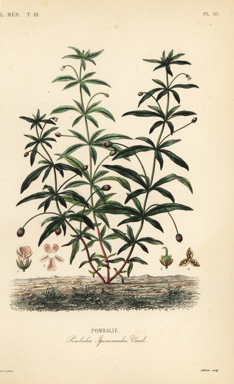 グリーンバイオレットまたはハンパない花、Hibanthus calceolaria、Pombalia ipecacuanha、Pombalie 作： 不明
