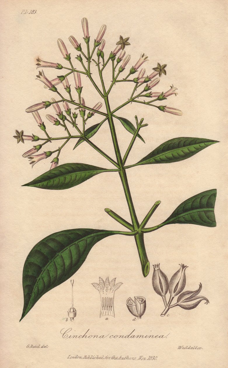 Grauer Quinquina (Cinchona officinalis) - Illustration aus „Medical Botanical, Description of the Medicinal Plants of London, Edinburgh and Dublin“ von John Stephenson und James Morss Churchill von Unbekannter Künstler