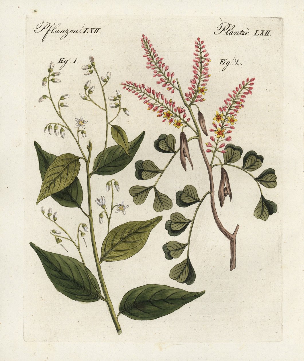ガム・ベンジャミンの木、Styrax benzoin 1とログウッド、Haematoxylon campechianum 2。手彩色銅版画、ベルトゥッフの『子供のための絵本』（ワイマール）より。 作： 無名の画家