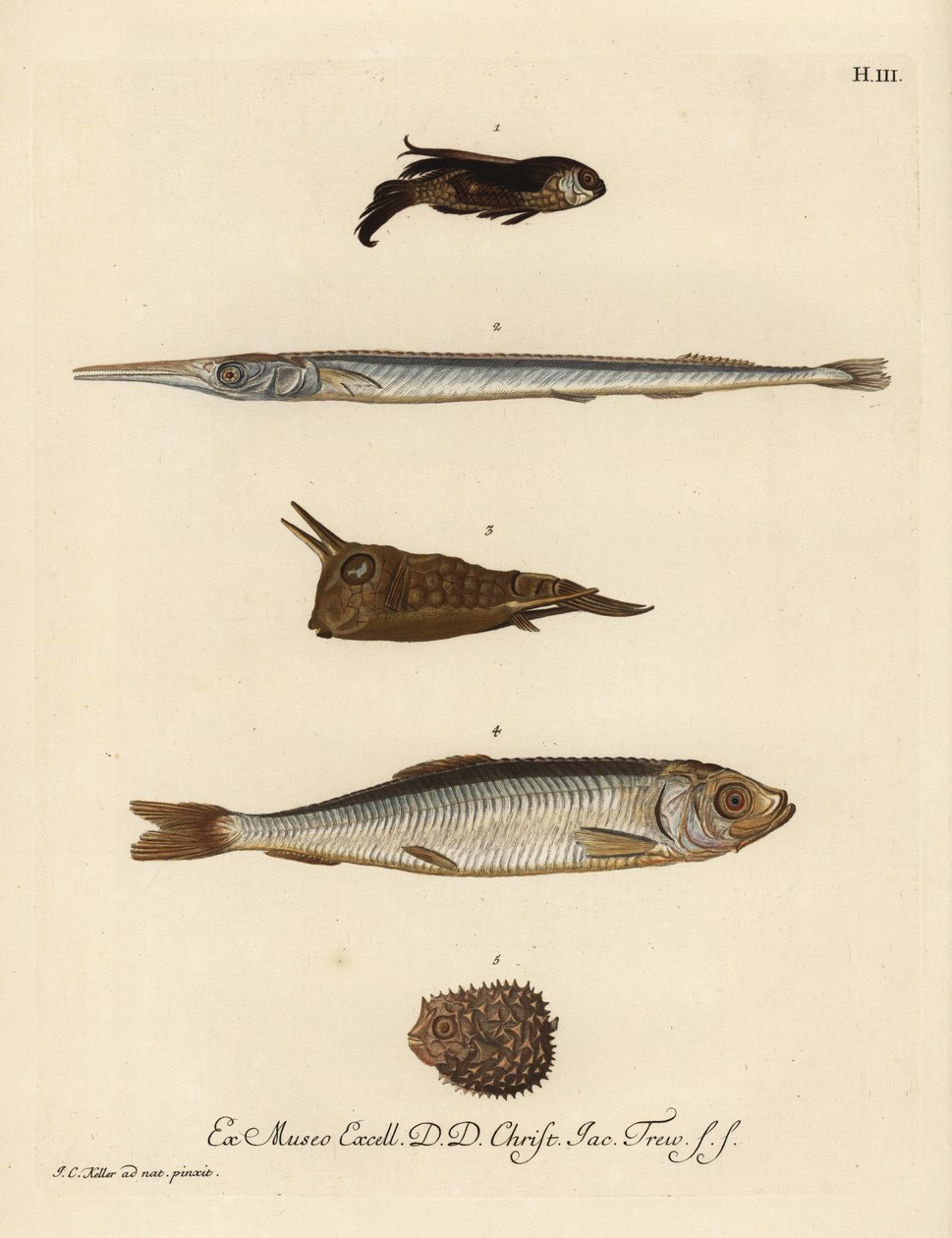 ホウボウ、Chelidonichthys種1、針魚、Belone belone 2、ロングホーンカウフィッシュ、Lactoria cornuta 3、ニシン、Clupea harengus 4、少数棘のヤマアラシ、Chilomycterus reticulatus 5。ヨハンのイラストによる手彩色銅版画。 作： 無名の画家