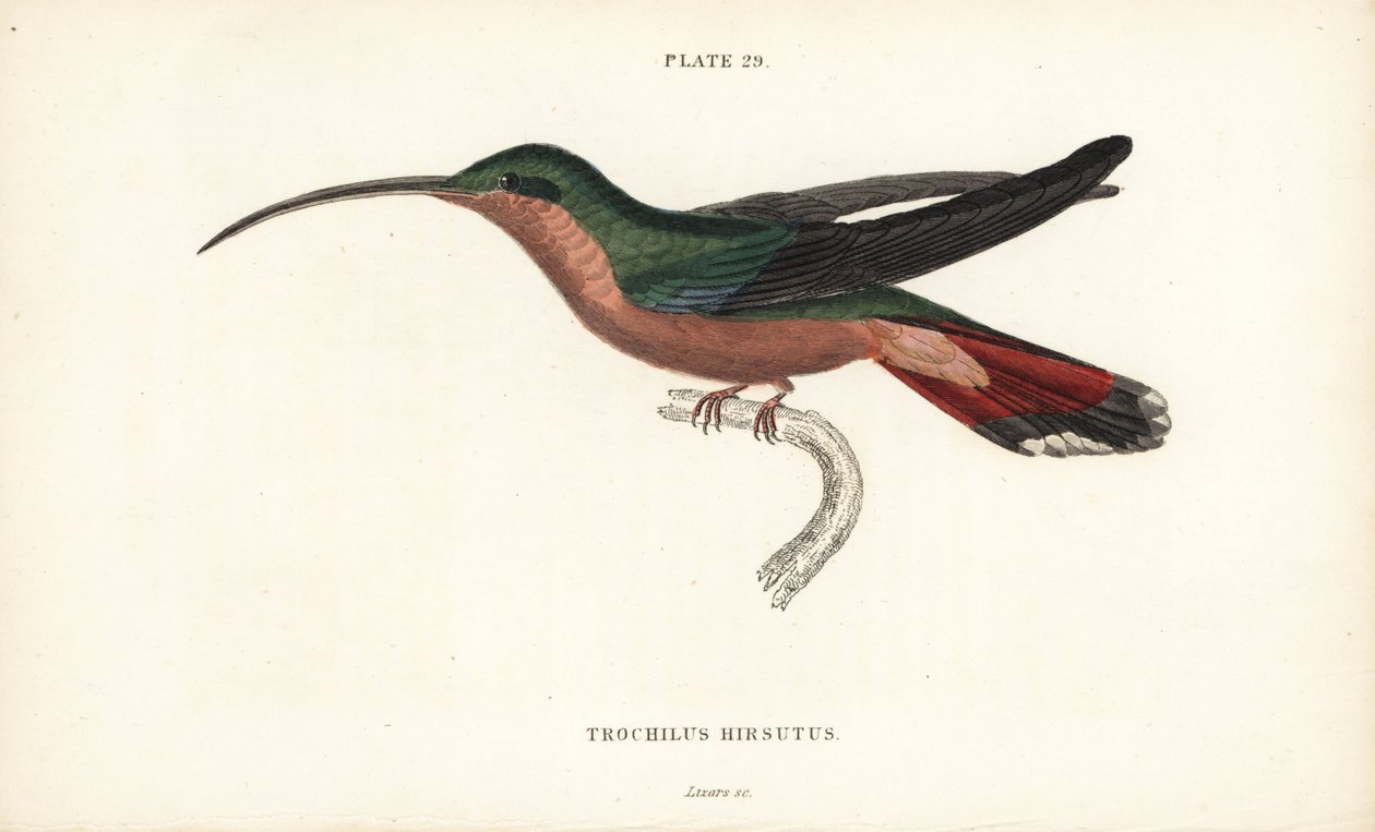 毛足ハチドリ、Glaucis hirsutus（ルフォスブレスト仙人、Trochilus hirsutus）。Sir William Jardine