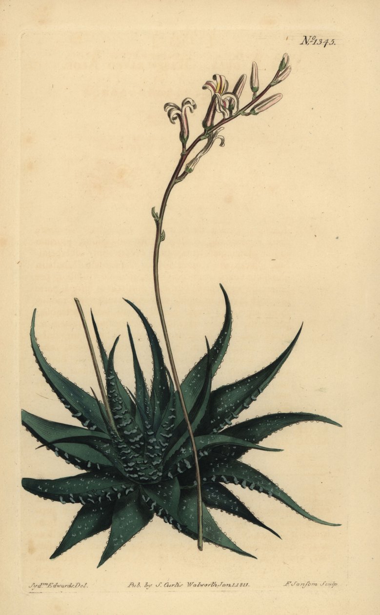 ハンキー・ドワーフ・アロエ（Haworthia attenuata var. radula）。ラスプの葉のアロエ、Aloe radula 作： 不明