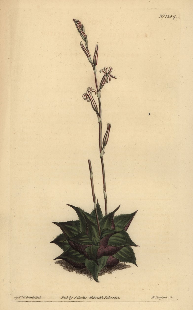 Haworthia mirabilis (Rough-leaved cushion aloe, Aloe mirabilis) 作： 不明