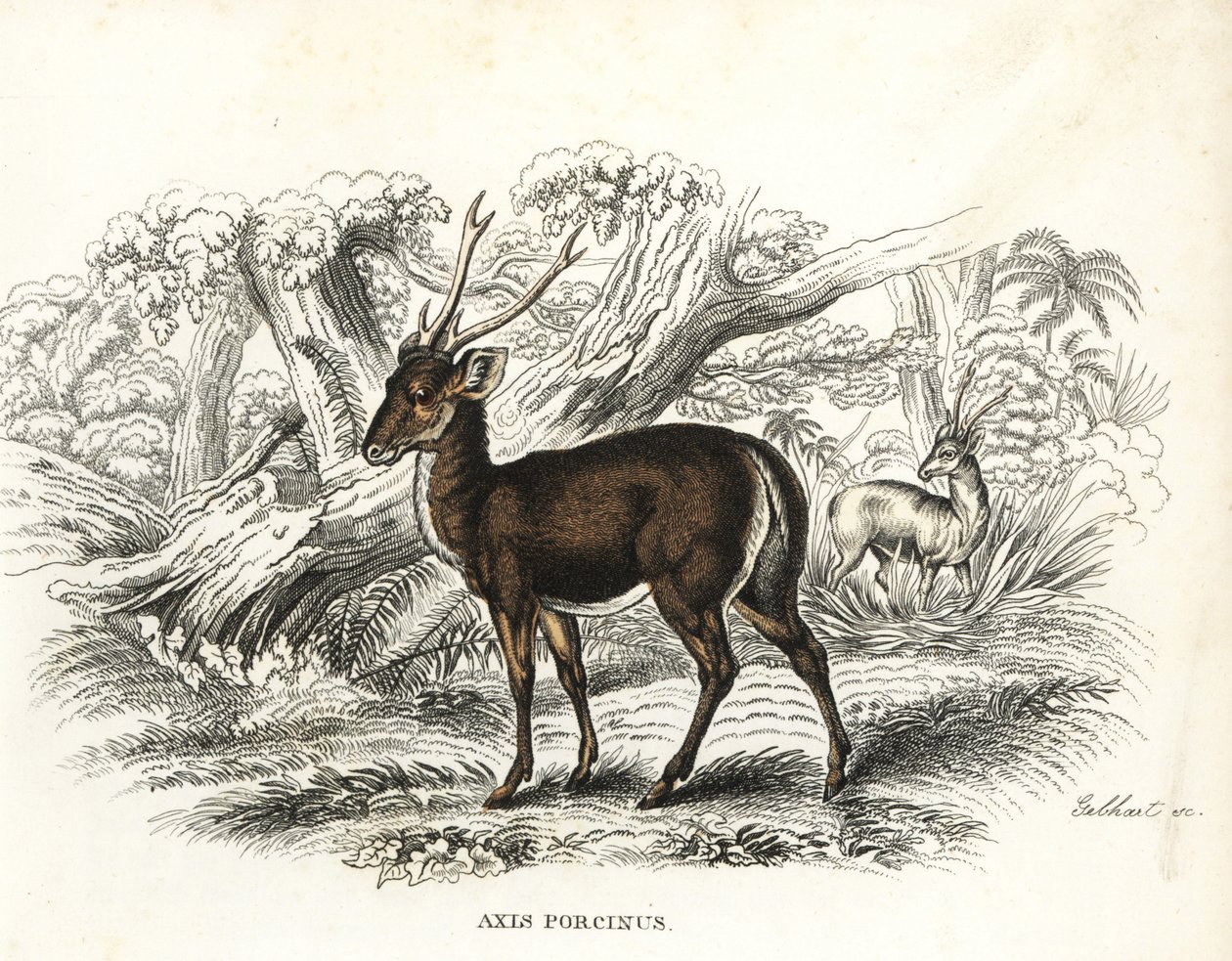 絶滅の危機に瀕するホグジカ。ゲオルク・フリードリヒ・トライチケの自然史ギャラリー、Naturhistorischer Bildersaal des Thierreiches、Liepzig-1842所蔵のゲブハルトによる手彩色リトグラフ。 作： 無名の画家