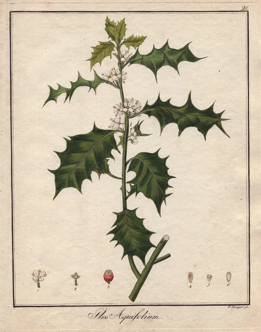 ホリーカラー銅版画、『Botanique Medicinale』所収（ドイツ・ベルリン刊 作： 無名の画家