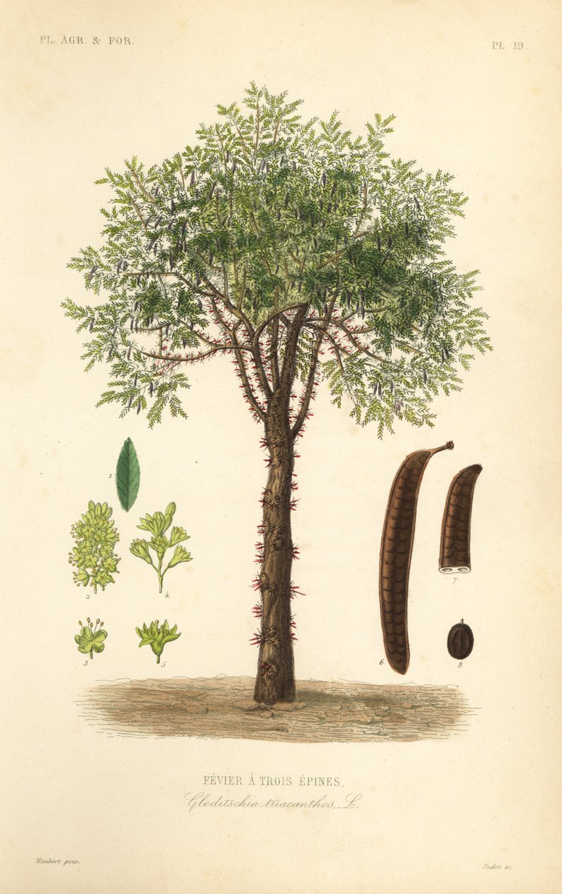 Honey locust or thorny locust tree, Gleditsia triacanthos, Gleditschia triacanthos, Fevier a trois epines 作： 不明
