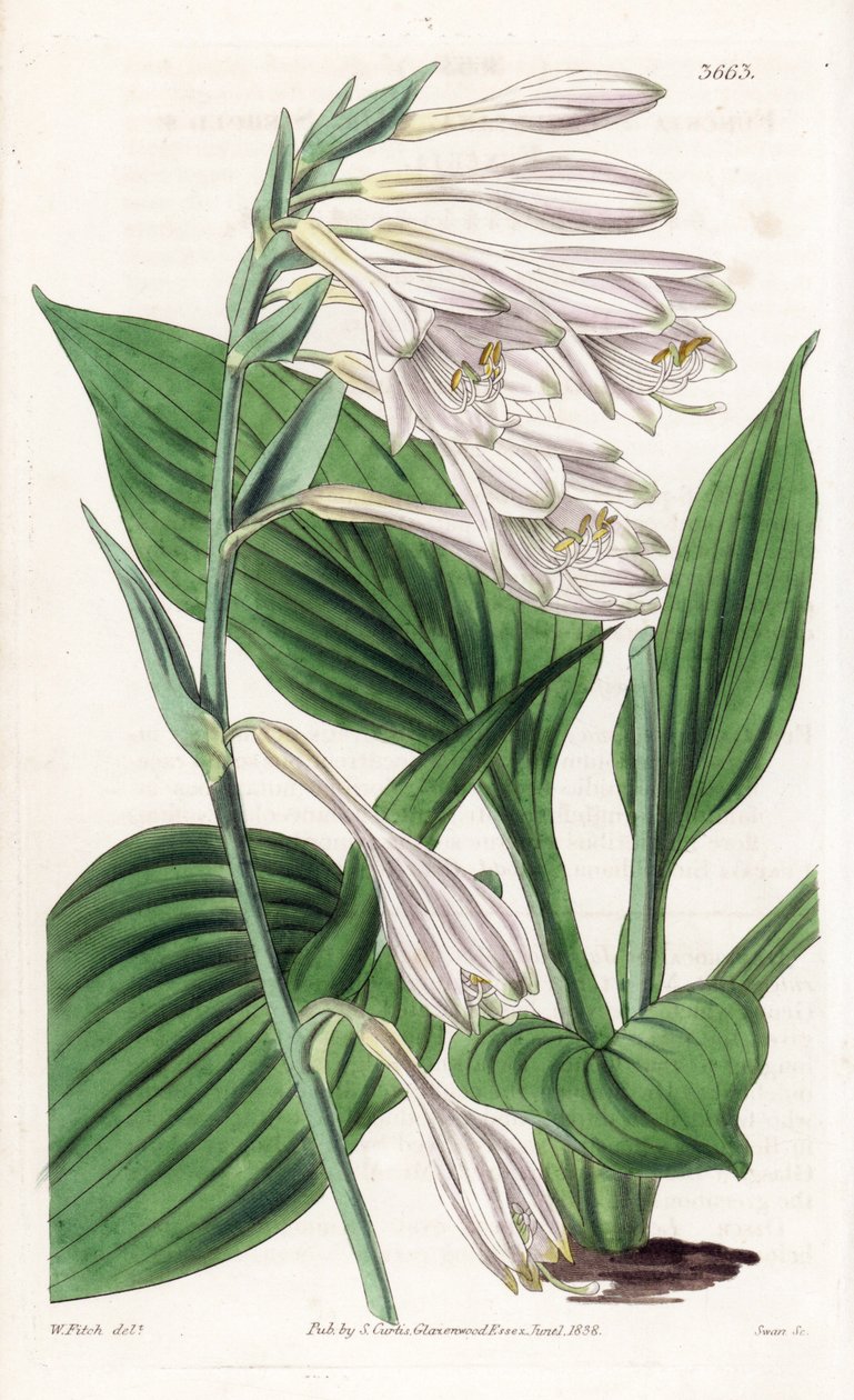 日本のホスタ - Hosta sieboldii (Dr. Siebold