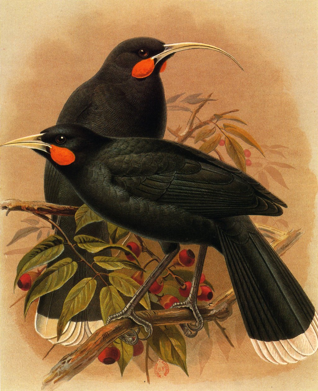 イラスト/Heteralocha acutirostris/Huia dimorphe/Huia 作： 不明