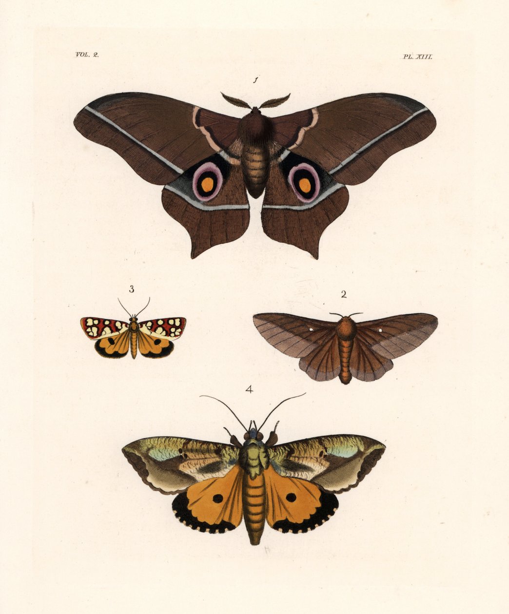 Imbrasia epimethea (Saturnia epimethea) 1、ピンクの縞模様のカシノナガキクイムシ、Anisota virginiensis (Dryocampa virginiensis) 2、Crameria aegocera (Aegocera amabilis) 3、Eudocima materna (Triphaena materna) 4。 ジョン・O・ウェストウッドの新刊より。 作： 無名の画家
