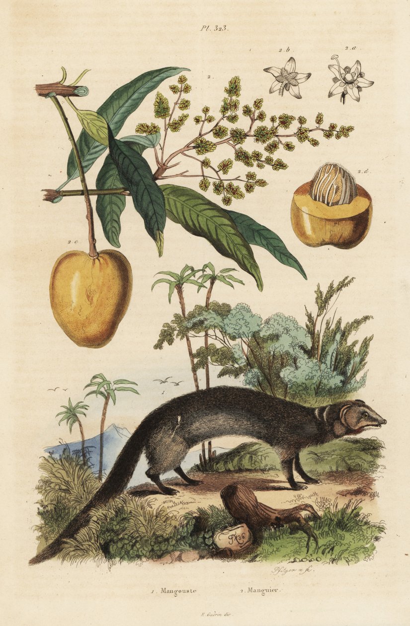 インドのグレイマングース（Herpestes edwardsi）1とマンゴー（Mangifera indica）2 作： 不明