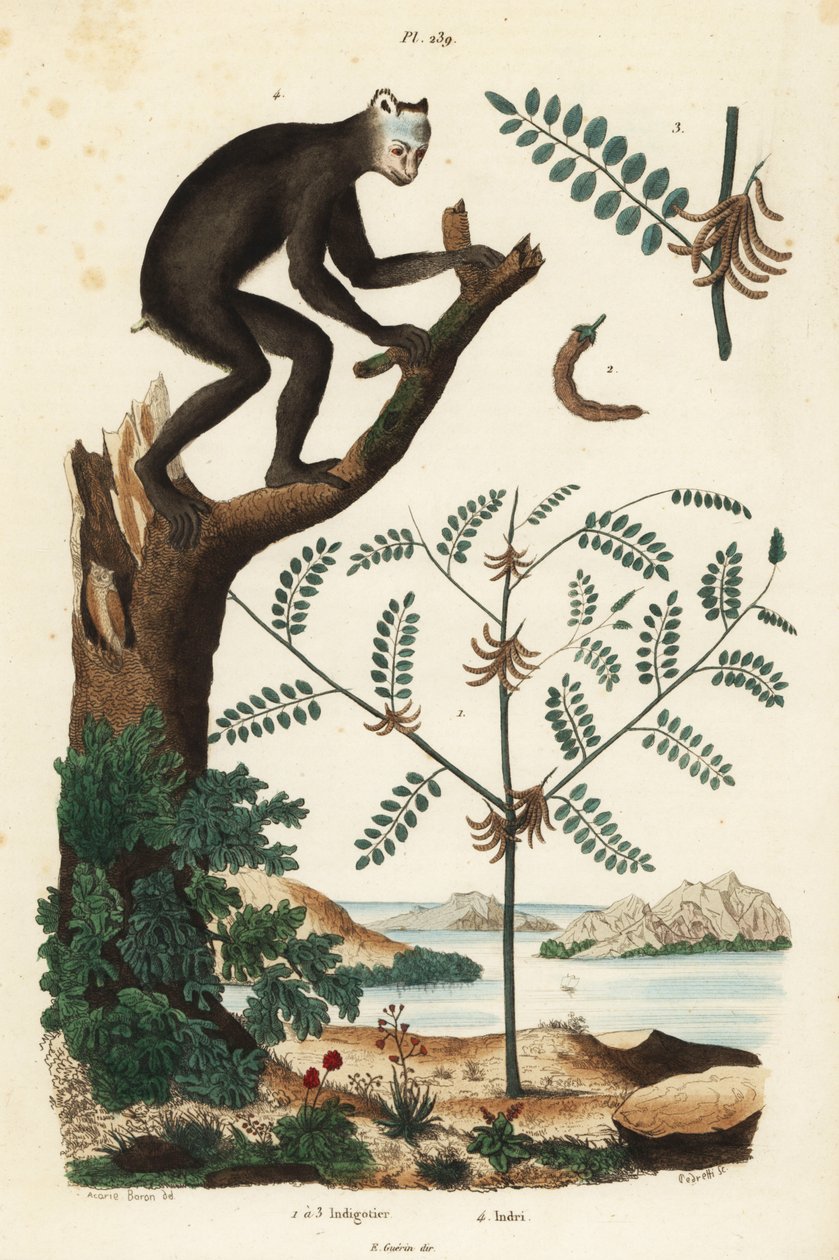 藍草（Indigofera atropurpurea）1～3と、絶滅危惧種のキツネザルであるインドリ（Indri indri）4 作： 不明