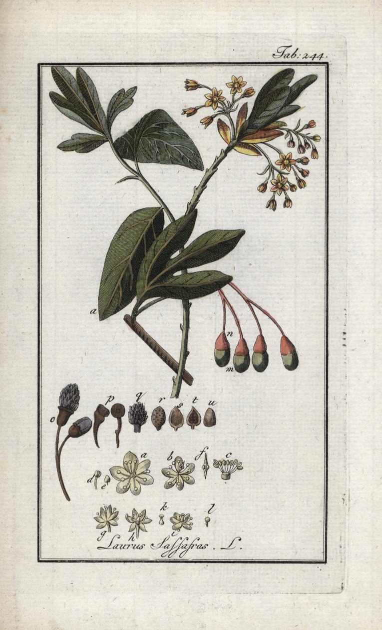 イロコイ月桂樹（Sassafras albidum）。オランダ、ヨハネス・ゾーン（1739-1799）の「Afbeelding der Artseny-Gewassen」よりリトグラフ。 作： 無名の画家
