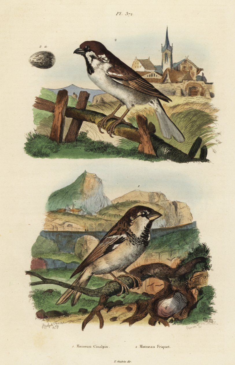 イタリアン・スパロウ（Passer italiae）とユーラシアン・ツリー・スパロウ（Passer montanus）と卵 作： 不明