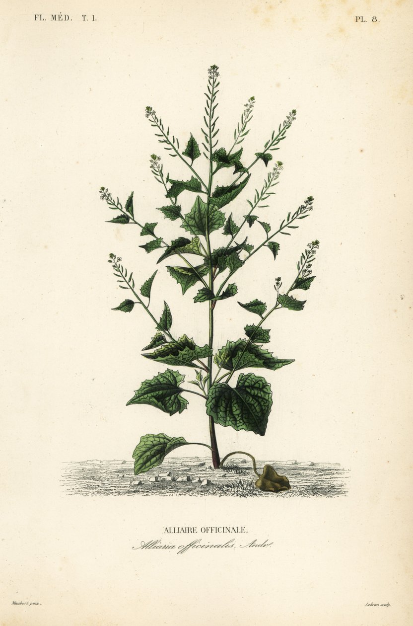 ジャックバイザヘッジまたはガーリックマスタード、Alliaria petiolata, Alliaria officinalis, Alliaire officinale 作： 不明