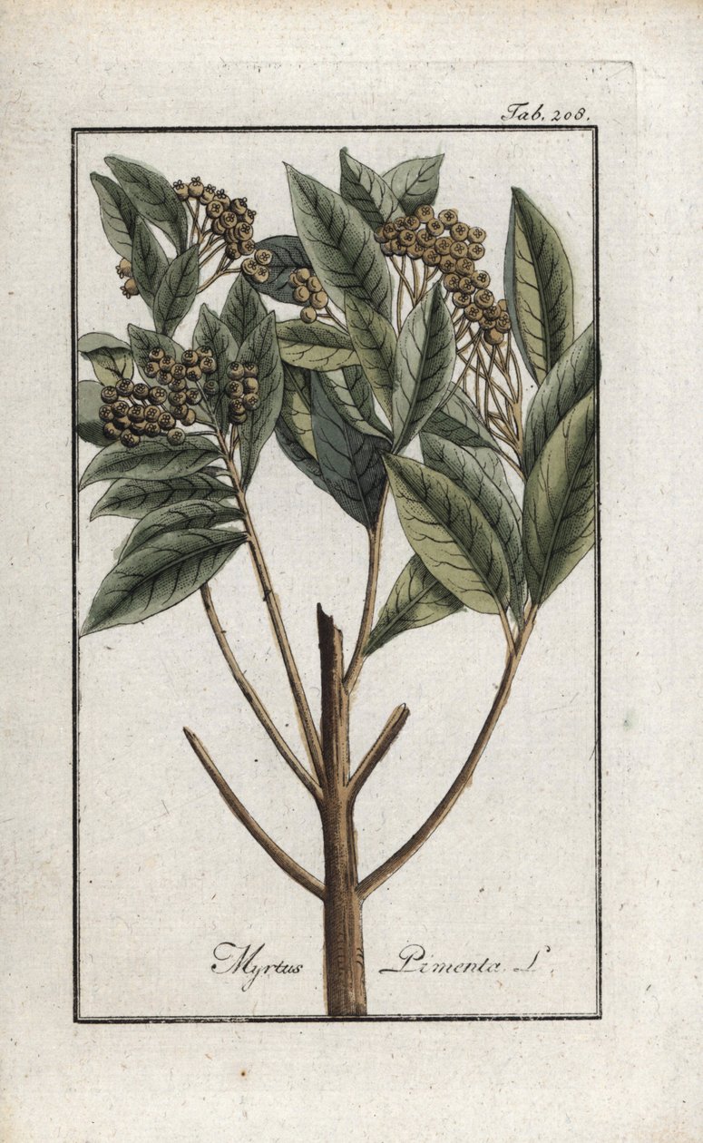 ジャマイカ胡椒、または4種のスパイス、ジロフリー胡椒（Pimenta dioica）。ヨハネス・ゾーン（1739-1799）作 "Afbeelding der Artseny-Gewassen "よりリトグラフ、オランダ。 作： 無名の画家
