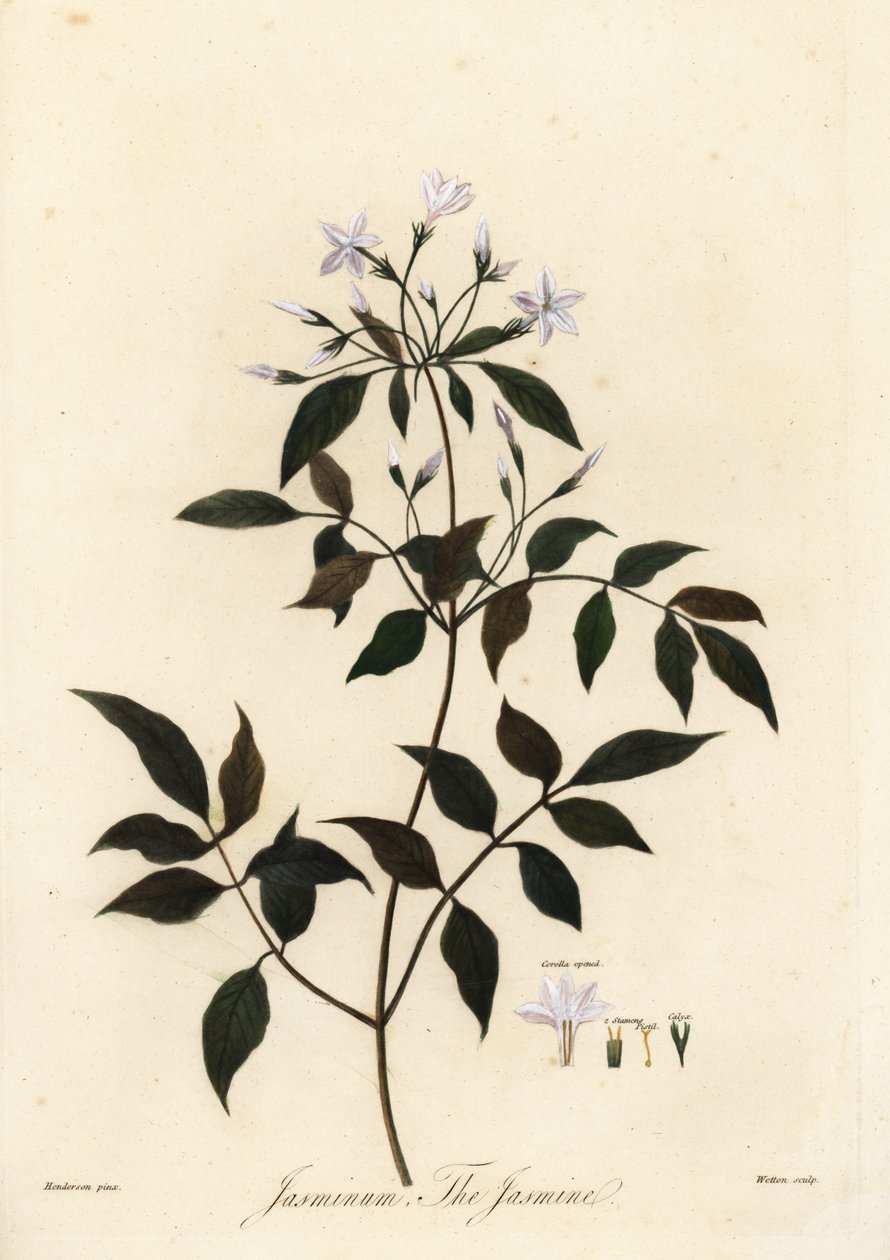 ジャスミン、Jasminum officinale。 1805年（彫刻） 作： 無名の画家