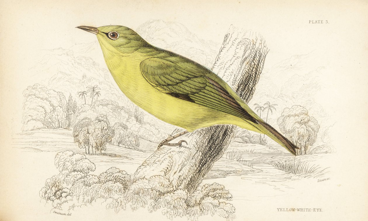 Javanischer Weißaugenvogel, Zosterops flavus (Gelbweißaugenvogel, Zosterops flava). Handkolorierter Stahlstich von William Lizars nach William Swainson aus Sir William Jardine