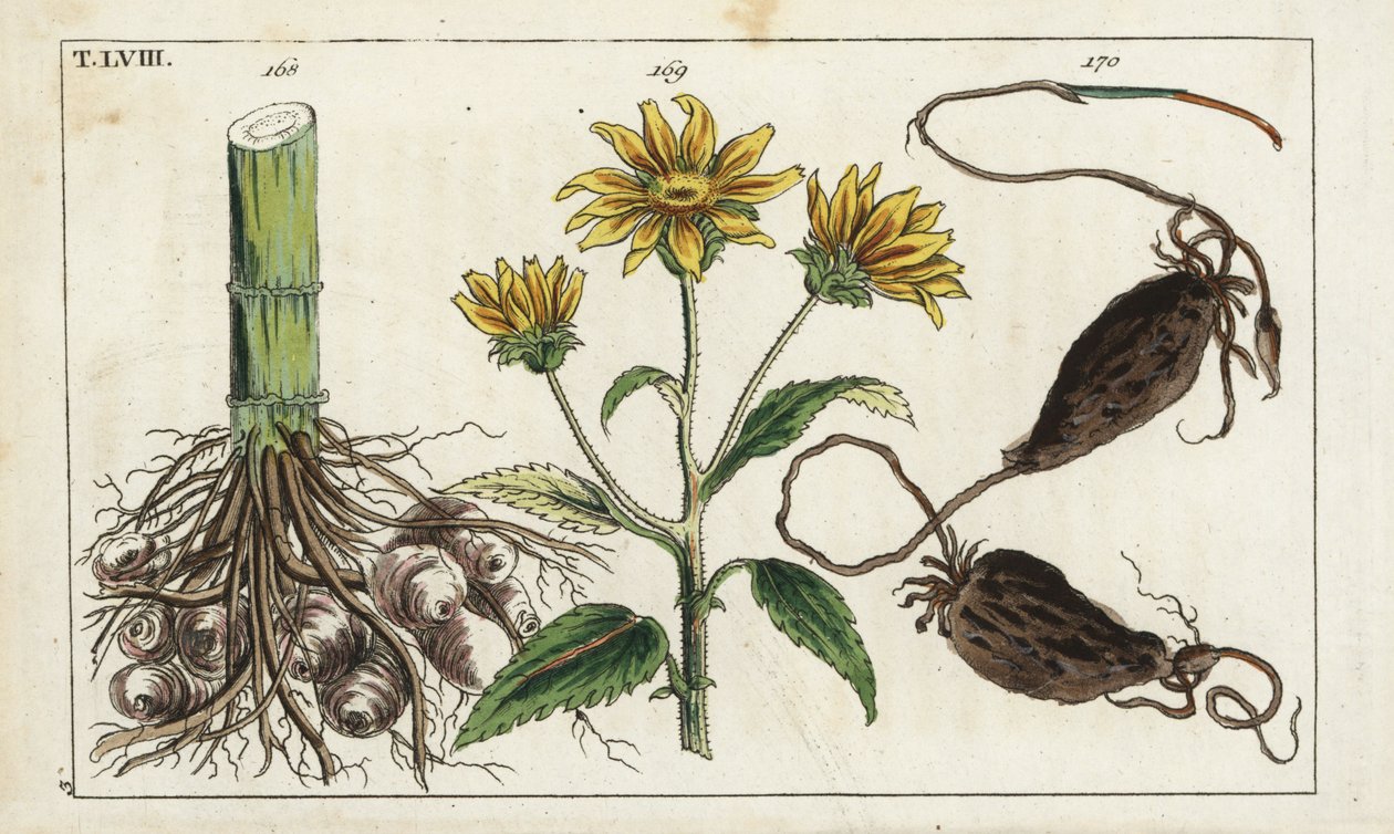 エルサレム・アーティチョーク（エルサレム・アーティチョーク）、Helianthus tuberosus root 作： 無名の画家