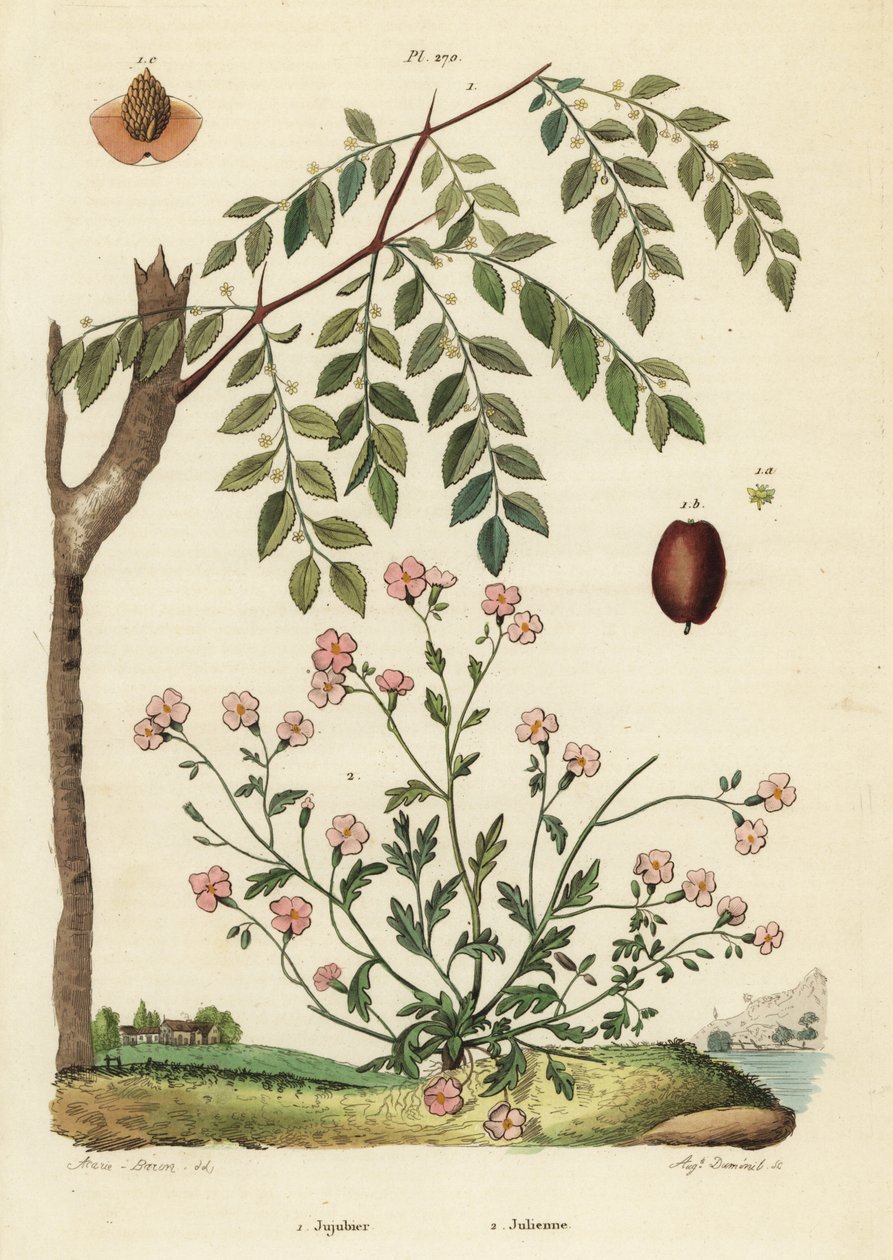 ナツメ（Ziziphus jujuba）1、バージニアストック（Malcolmia maritima）2 作： 不明