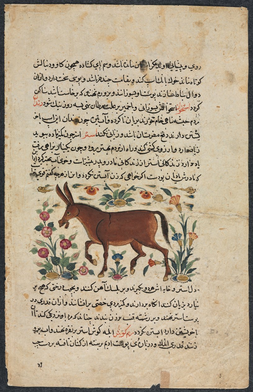 Khar（Ass）、Shahmardan ibn Abial-khayrrのNuzhat-nama-yiala&39;i（Excellent Book of Counsel）から 作： 不明