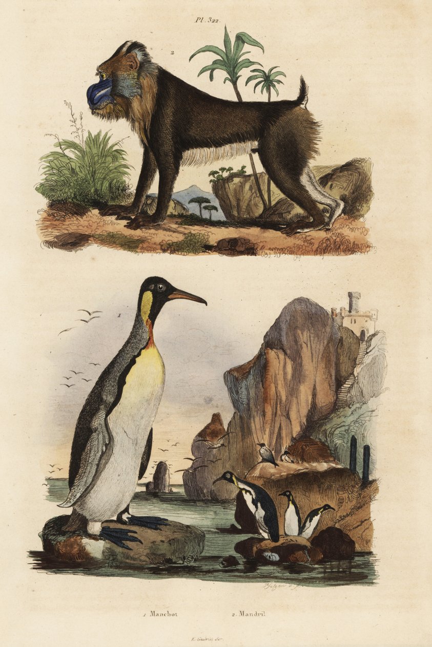 キングペンギン（Aptenodytes patagonicus）1、マンドリル（Mandrillus sphinx）の弱点、2 作： 不明