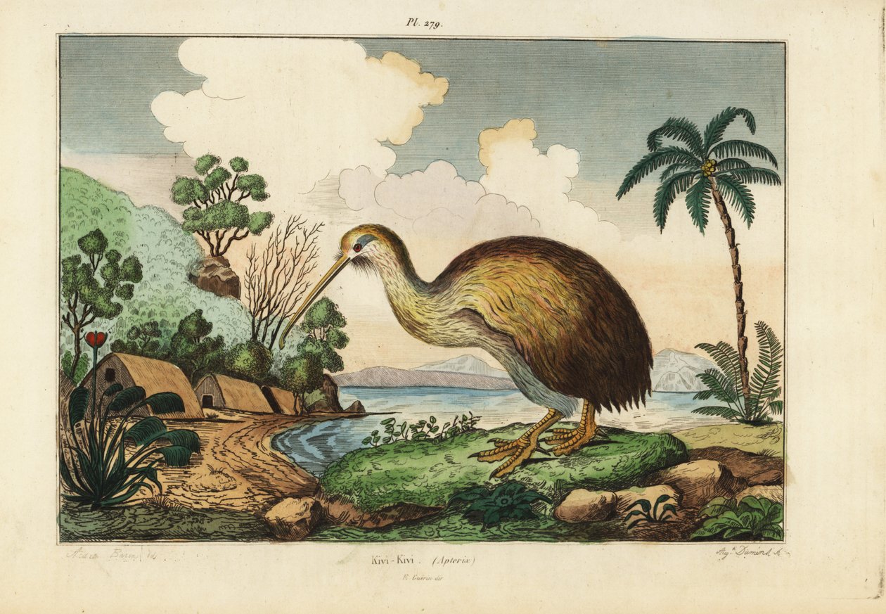 キウイ・バード、Apteryx australis | 不明