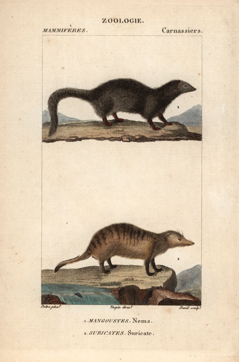ジャン・ガブリエル・プレットル（1780-1845）作、カルノンケル版画、フレデリック・キュヴィエ著、ピエール・ジャン・フランソワ・トゥルパン（1775-1840）編集、パリ、F.G.ルヴロー社刊『自然科学辞典：哺乳類』所収。 作： 無名の画家