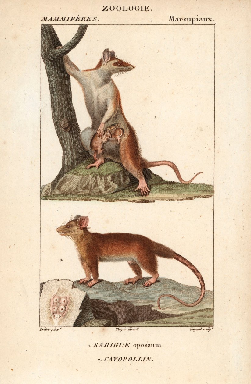 Le sarigue ou opossum et le cayopollin - Eau forte, by Jean Gabriel Pretre (1780-1845), engraved by Carnonkel, for the dictionary of natural sciences: mammals by Frederic Cuvier, edited by Pierre Jean Francois Turpin (1775-1840), published by F.G.Levrault、 作： 無名の画家
