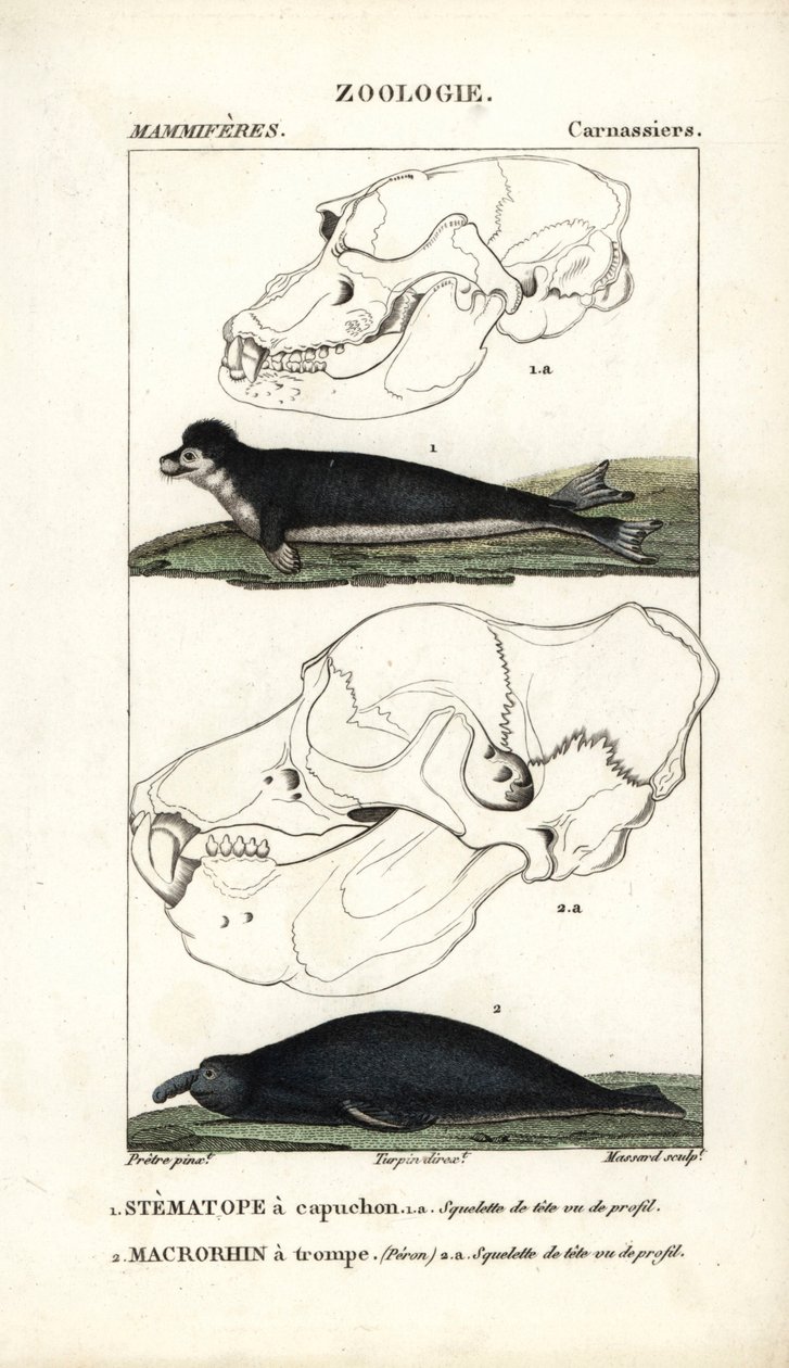 ジャン・ガブリエル・プレットル（1780-1845）作、カーノンケル版、ピエール・ジャン・フランソワ・ターパン（1775-1840）編集、フレデリック・キュヴィエ著「自然科学辞典：哺乳類」のための "Le stematope à capuchon et le macrorhin a trompe ou elephant de mer - Eau forte". 作： 無名の画家