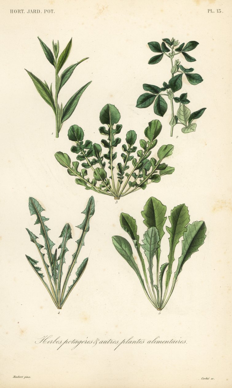 葉物野菜、Herbes potageres 作： 不明