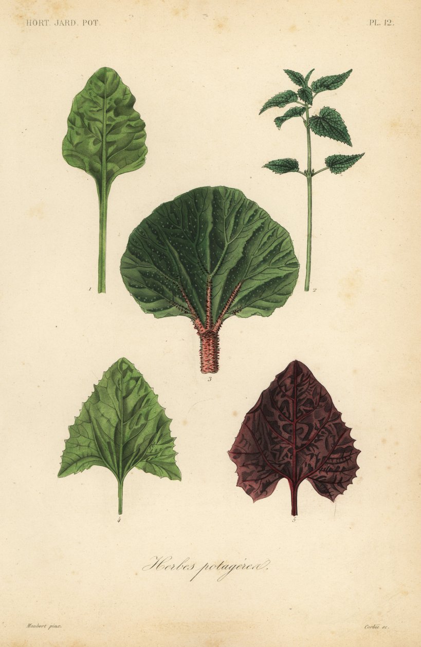 葉物野菜、Herbes potageres 作： 不明