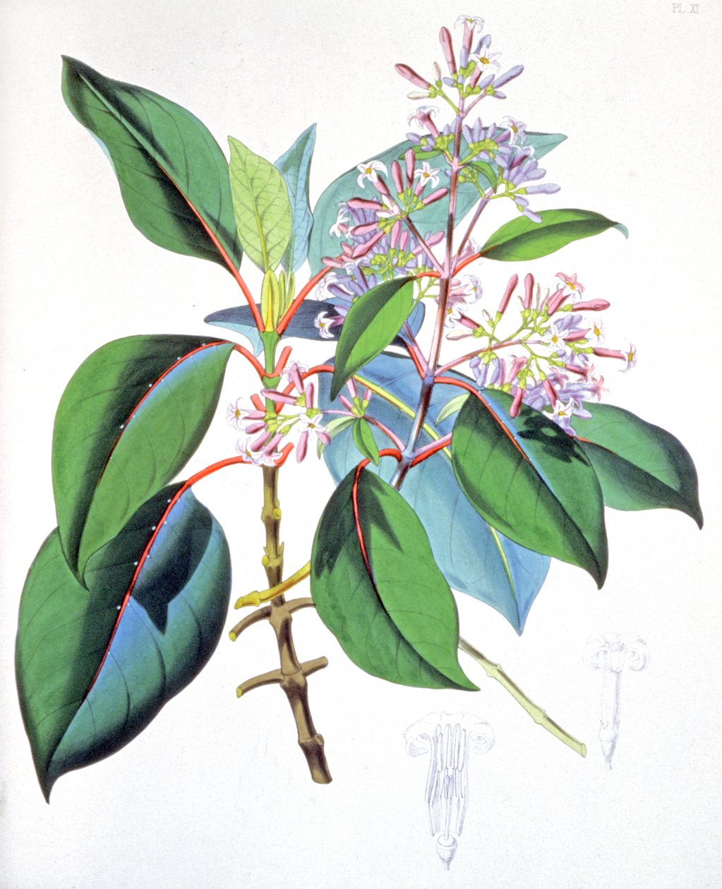 キニーネの木の葉と花 1850年頃（エングレーヴィング） 作： 無名の画家