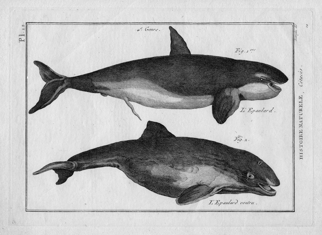 ピエール・ジョセフ・ボナテール（1762-1804）著 "Tableau Encyclopedique et Methodique des trois Regnes de la Nature"（1784年、パリ）のシャチとシャチ。 作： 無名の画家