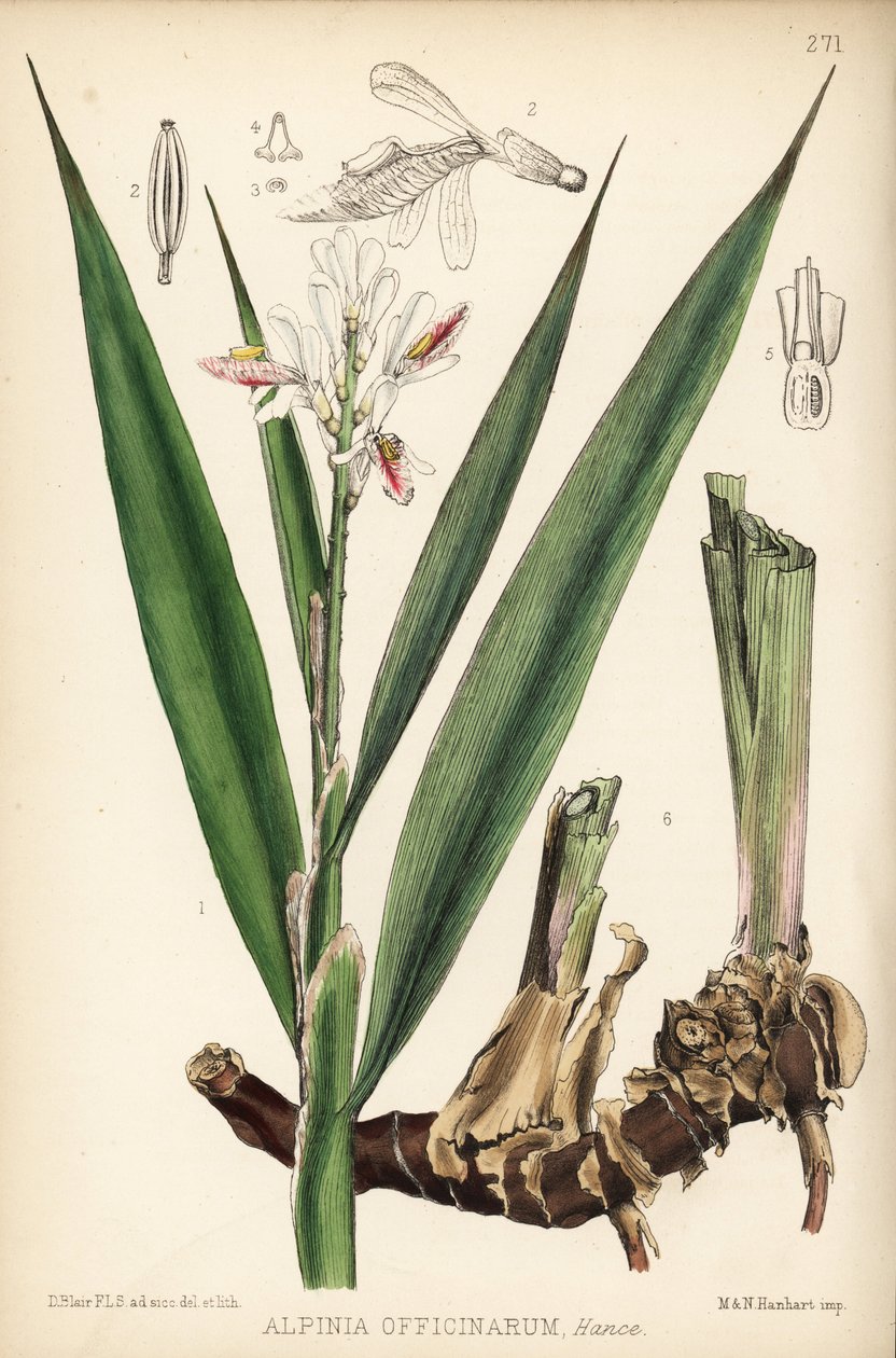 小ガランガル、Alpinia officinarum。ロバート・ベントレーとヘンリー・トリメンの『Medicinal Plants』（ロンドン）所収のデビッド・ブレアによる植物図版に、ハンハートによる手彩色リトグラフ。 作： 無名の画家