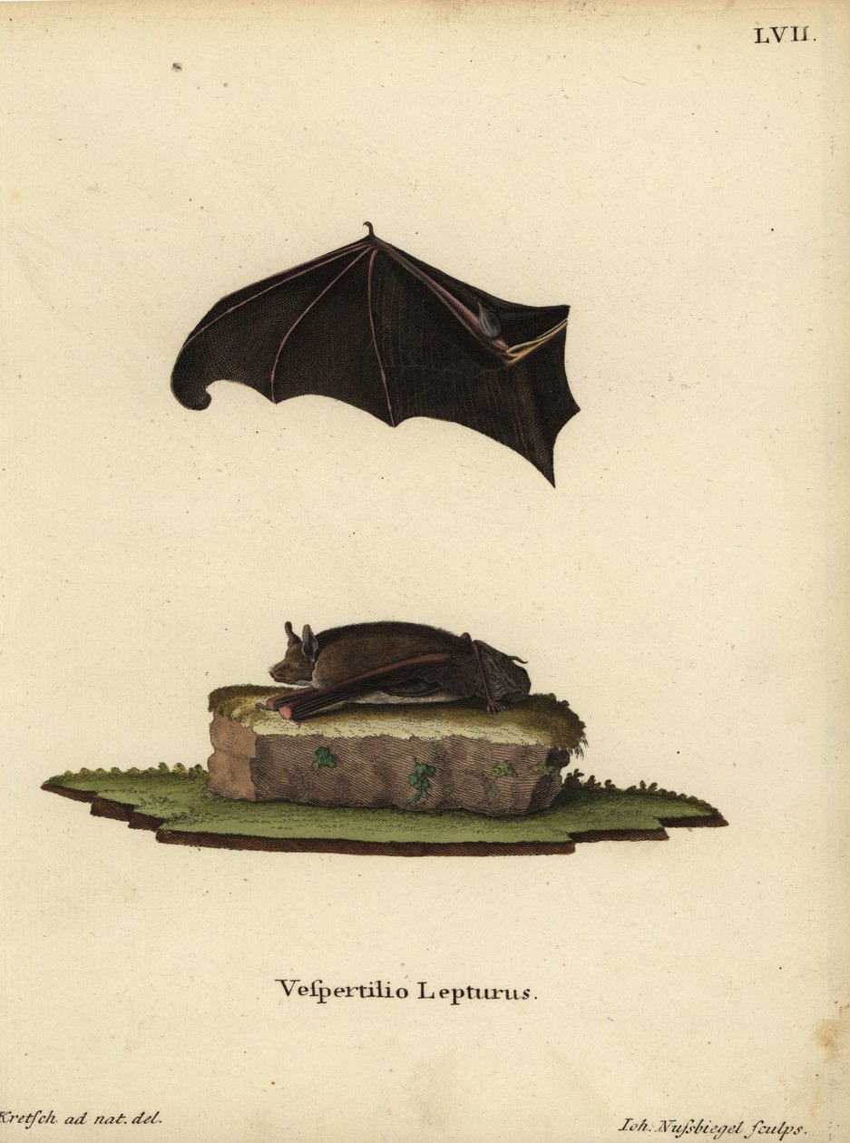 小嚢翼コウモリ、Saccopteryx leptura。Vespertilio lepturus。Johann Christian Daniel Schreber