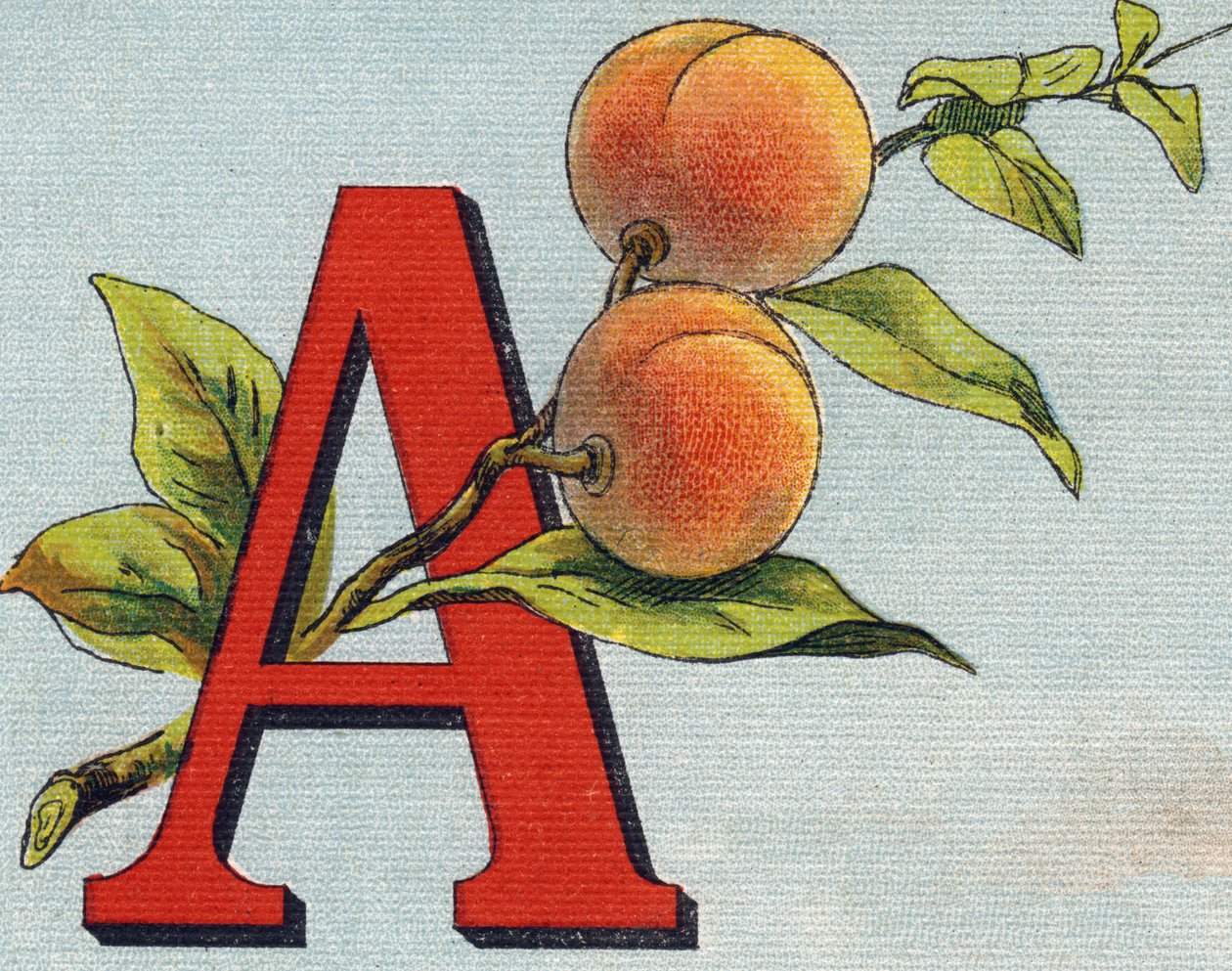 文字A：アプリコット。Alphabet de ma petite fille "に掲載されているエングレーヴィング。Bernardin-Bechet and Fils, bookseller-publishers, Paris, around 1895.キャンバス地にアンブレイカブル・アルバム。Bibliotheque des Bebes.12ページ。読書法とイラストのアベックを収録したアルバム 作： 不明