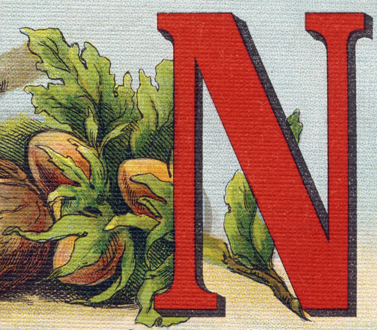 文字N：ヘーゼルナッツ。Alphabet de ma petite fille "に掲載されているエングレーヴィング。Bernardin-Bechet and Fils, bookseller-publishers, Paris, around 1895.キャンバスに描かれたアンブレイカブル・アルバム。Bibliotheque des Bebes.12ページ。読書法とイラストの入ったアルバム 作： 不明