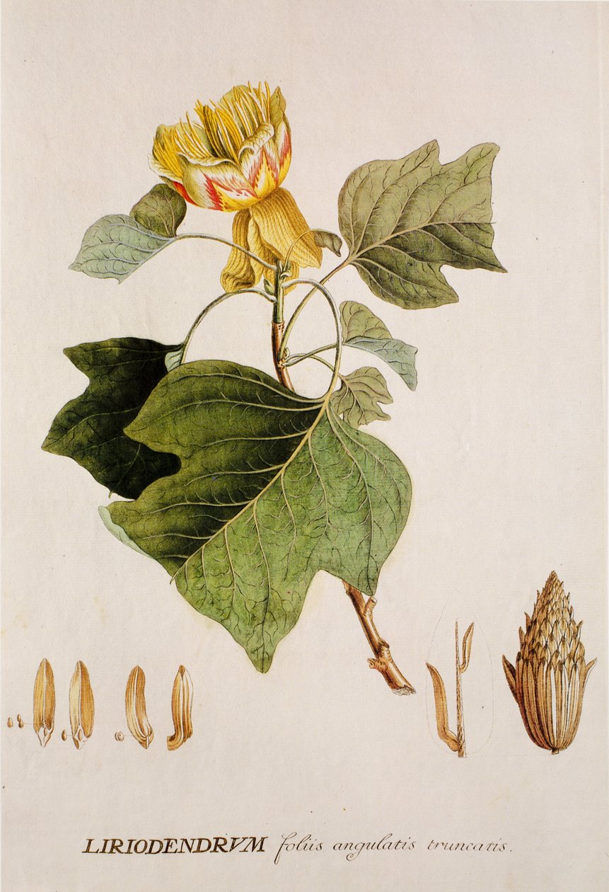 Liriodendron tulipifera/Liriodendron tulipifera/Tulip tree/Tulip tree 作： 不明