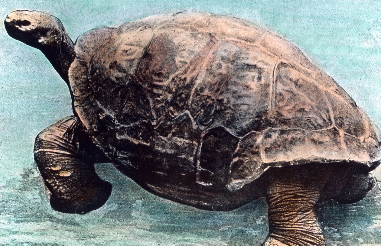 海に生きる 作： 無名の画家