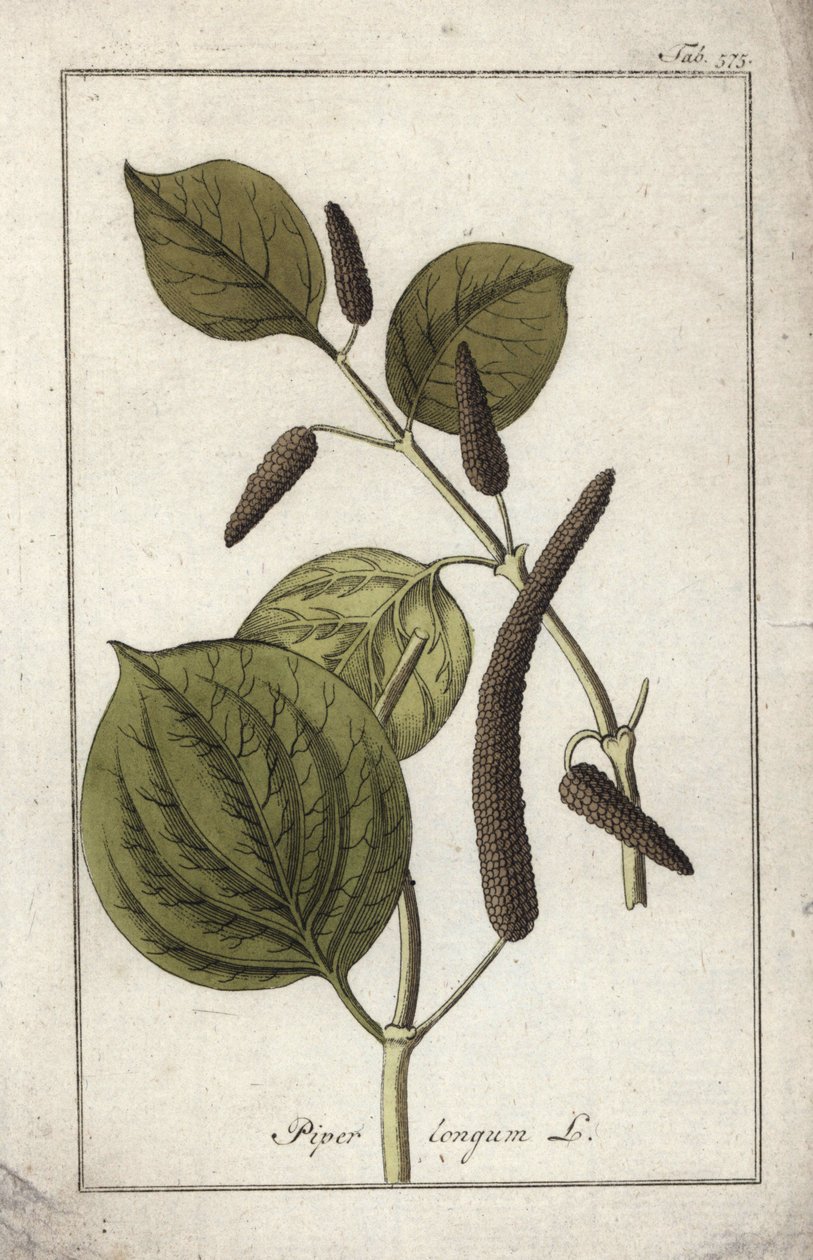 長い胡椒皿（Piper longum）。オランダ、ヨハネス・ゾーン（1739-1799）作 "Afbeelding der Artseny-Gewassen "のリトグラフ。 作： 無名の画家