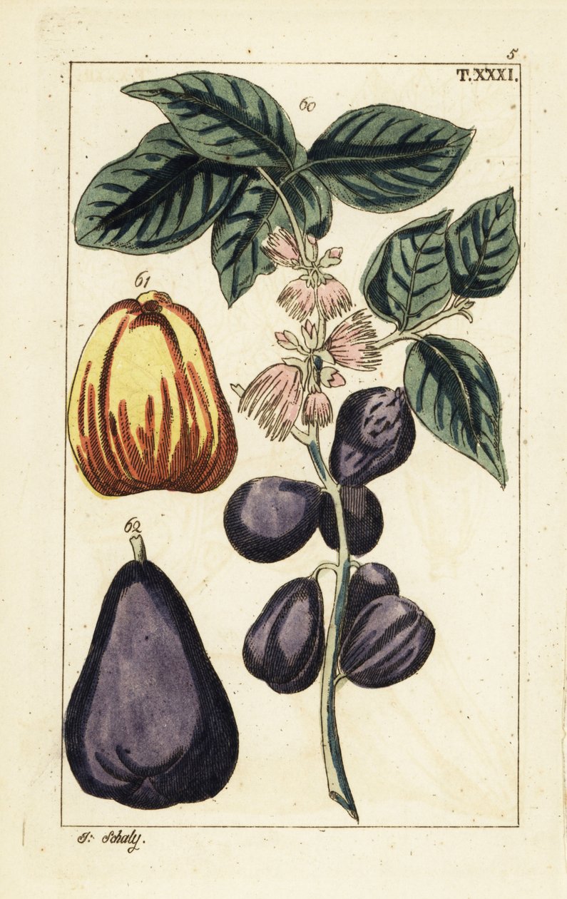 マレー アップル、Syzygium malaccense。 作： 無名の画家