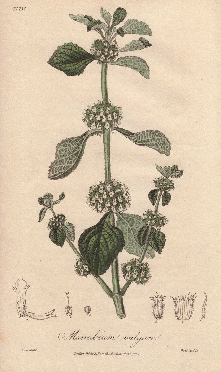 Marrubium vulgare (Marrubium vulgare) - Illustration aus „Medical Botanical, Description of the Medicinal Plants of London, Edinburgh and Dublin“ von John Stephenson und James Morss Churchill von Unbekannter Künstler