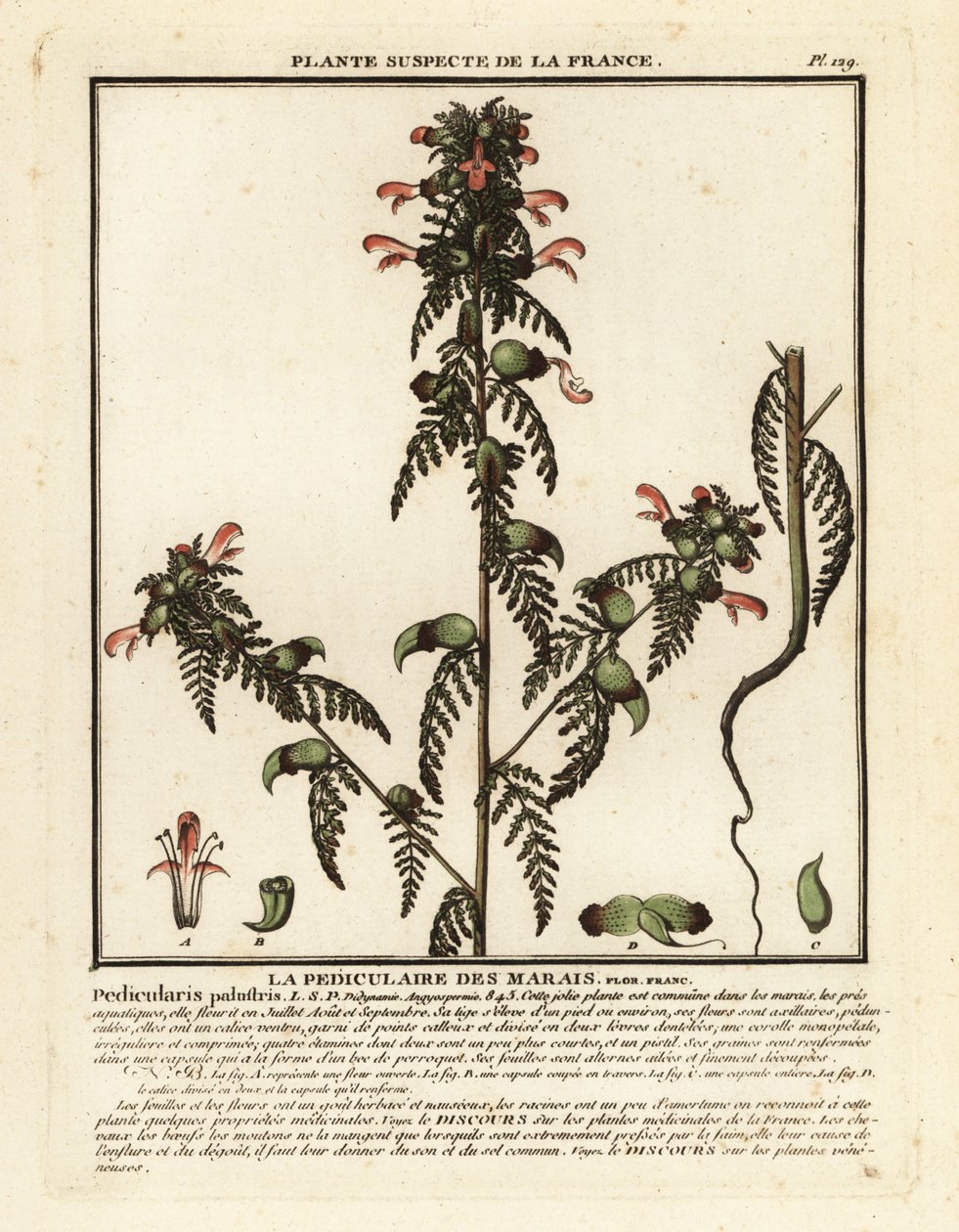 マーシュ シラミ、Pedicularis palustris。 作： 無名の画家