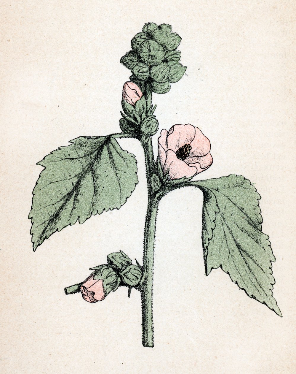 Marshmallow officinale (Althaea officinalis) (White Mallow) (マシュマロウ、マーシュマロウ) Paul Hariot著 "Atlas colorie des plantes medicinales" より 植物図版 作： 無名の画家