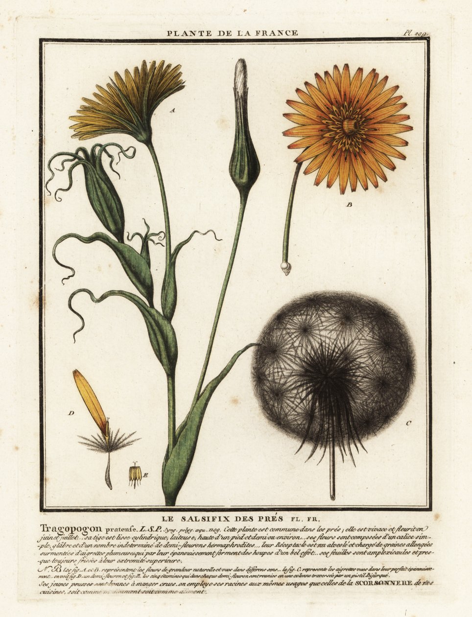 メドウサルシファイ、Tragopogon pratensis。 作： 無名の画家