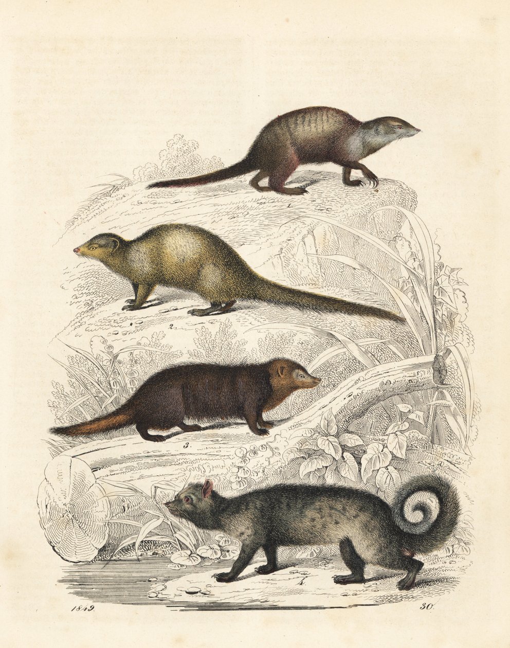 ミーアキャット、Suricata suricatta 1、インディアン・グレー・マングース、Herpestes edwardsii 2、クシマンセ、Crossarchus obscurus 3、アジアン・パーム・シベット、Paradoxurus hermaphroditus 4。手彩色リトグラフ、カール・ホフマン著『世界の本』より、シュトゥットガルト。 作： 無名の画家